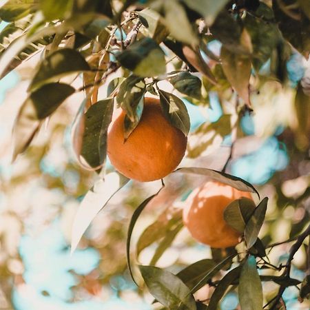 Apartman "Citrus" Trebin Dış mekan fotoğraf