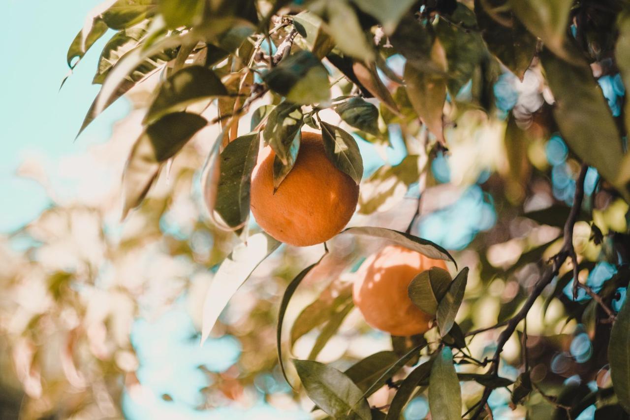 Apartman "Citrus" Trebin Dış mekan fotoğraf